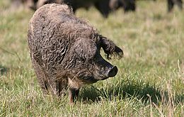Umweltlotterie: Rettet das Wollschwein Umweltlotterie: Rettet das Wollschwein