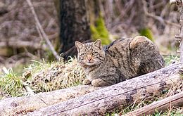 Lebt die Wildkatze auch in Butzbachs Wäldern? 