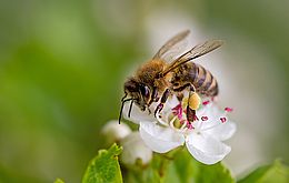 Umweltlotterie: Bienen-Garten-Erlebnisprojekt