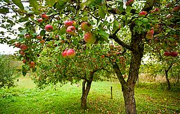 Umweltlotterie: Apfelbaum - Ein Lebensraum mit Geschmack