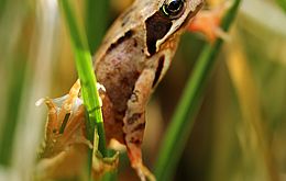 Umweltlotterie: Amphibiengraben Storndorf