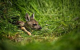 Umweltlotterie: Niederwildhege und Rehkitzrettung