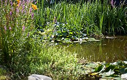 Umweltlotterie: Graf Lucknersee - ein Teich wacht auf