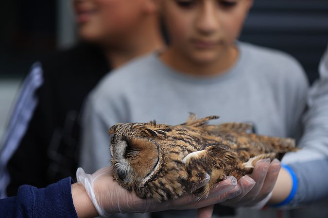 Umweltlotterie: Vogelzug und Vogelschutz an der Burgwaldschule