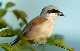 Umweltlotterie: Infotafeln für das Nationales Naturerbe Hute am Seilerberg Umweltlotterie: Infotafeln für das Nationales Naturerbe Hute am Seilerberg