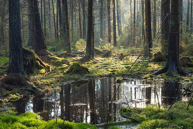 Umweltlotterie: Lebensraum Feuchtbiotop am Gemeinschaftsgarten Michelstadt