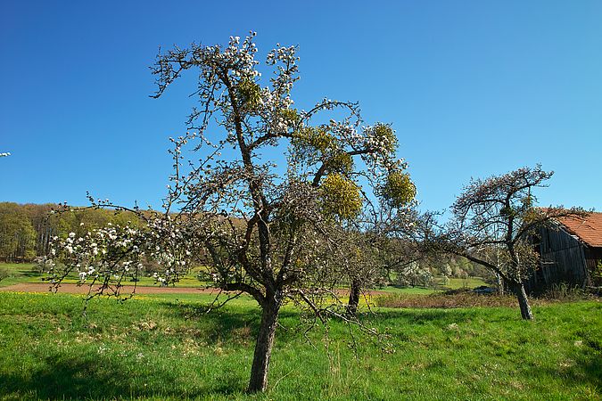 Umweltlotterie: Mistelentfernung in Rimhorn