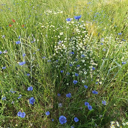Umweltlotterie:Neuanlage einer Streuobstwiese + Hecke