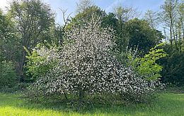 Umweltlotterie:Aufbau einer biodiversitätsfördernden Streuobstwiese im Landschaftsschutzgebie