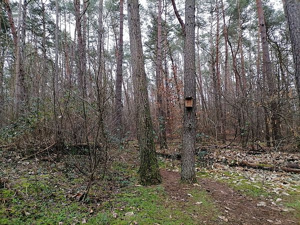 Umweltlotterie: Fledermausprojekt für Kitas in Waldacker / Rödermark