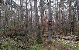 Umweltlotterie: Fledermausprojekt für Kitas in Waldacker / Rödermark