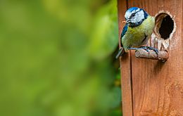 Umweltlotterie: Ich glaub, Du hast 'ne Meise...leider nicht