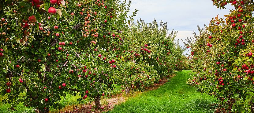 Umweltlotterie:Aufbau und Erhalt von Streuobstwiesen