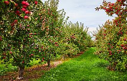 Umweltlotterie:Aufbau und Erhalt von Streuobstwiesen