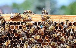 Umweltlotterie: Bienen im Kirch- und Bibelgarten St. Crucis