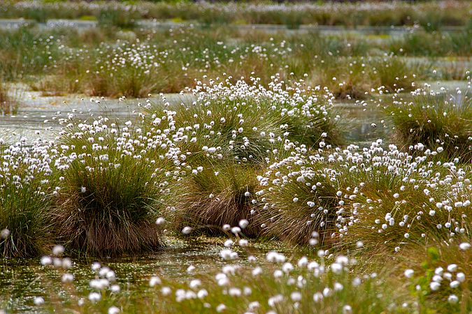 Umweltlotterie: "Schutz und Revitalisierung des Niedermoores Bruchwiesen von Büttelborn"