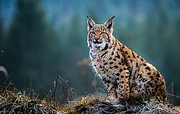 Umweltlotterie: Die Rückkehr der Wildtiere Umweltlotterie: Die Rückkehr der Wildtiere