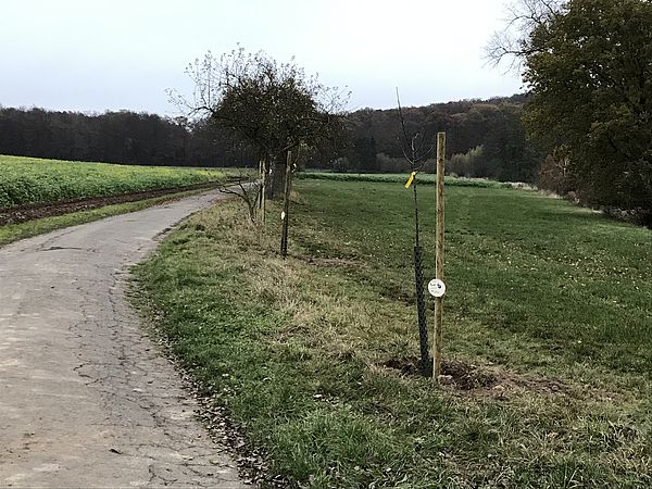 Umweltlotterie: Nachpflanzung von Obstbäumen in bestehenden Obstbaum Alleen an Feldwegen