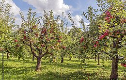 Umweltlotterie: Agroforstentwicklung