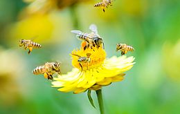 Umweltlotterie: Der klimaresiliente Bienengarten