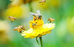 Umweltlotterie: Der klimaresiliente Bienengarten