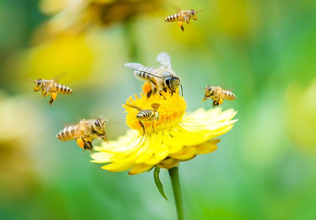 Umweltlotterie: Der klimaresiliente Bienengarten