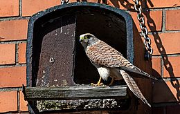 Umweltlotterie: Einblicke in die Kinderstube von Turmfalke, Eule und Fledermaus Umweltlotterie: Einblicke in die Kinderstube von Turmfalke, Eule und Fledermaus