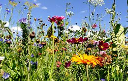 Umweltlotterie: Wilde FöPI-Wiese Schöneck