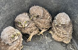 Umweltlotterie_Vogel- und Naturschutz in Sulzbach (Ts.)