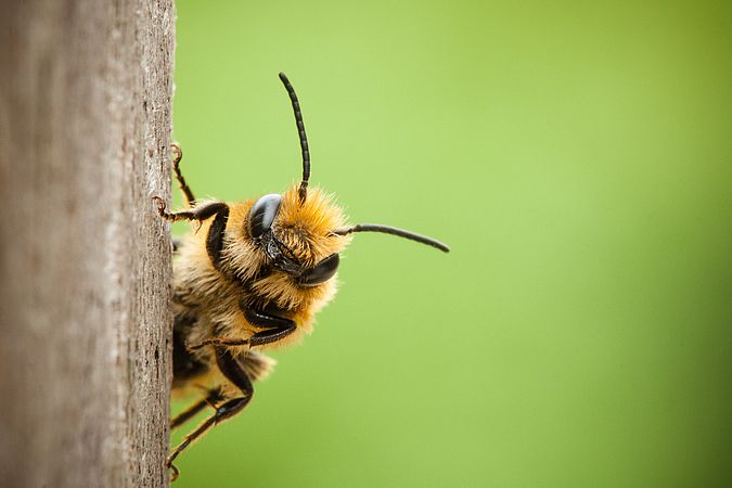 Umweltlotterie: Bienenretter-Automaten bei unseren Kindergärten für unsere Bienen und heimischer Insektenwelt
