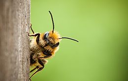 Umweltlotterie: Bienenretter-Automaten bei unseren Kindergärten für unsere Bienen und heimischer Insektenwelt