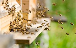 Umweltlotterie: Wesensgerechte Bienenhaltung 