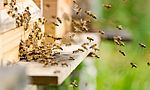Umweltlotterie: Wesensgerechte Bienenhaltung 