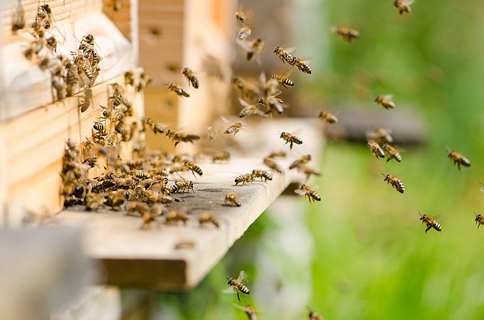 Umweltlotterie: Wesensgerechte Bienenhaltung 