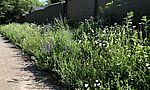 Umweltlotterie: Biotopverbund einer nährstoffarmen Heuwiese