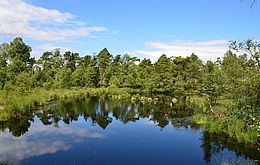 Umweltlotterie: Renaturierung Großer Moorsee Pfungstadt