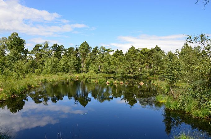 Umweltlotterie: Renaturierung Großer Moorsee Pfungstadt