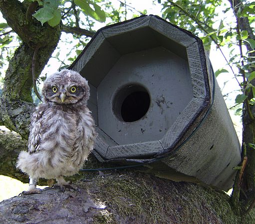 Umweltlotterie: Nachhaltiger Steinkauz-Schutz im Main-Kinzig-Kreis