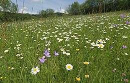 Umweltlotterie: Ersatzbeschaffung eines Mähgerätes zur Wiesenpflege