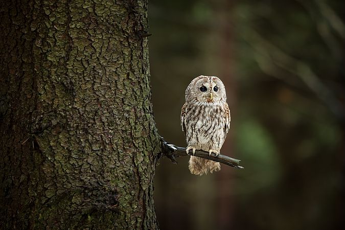 Umweltlotterie: Steinkauzschutz im Kreis Groß Gerau