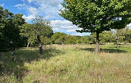 Umweltlotterie: Obstbaum Pflanzung im geschützten Landschaftsteil Seichböhl