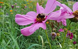 Umweltlotterie: Bachblüten im Kurpark