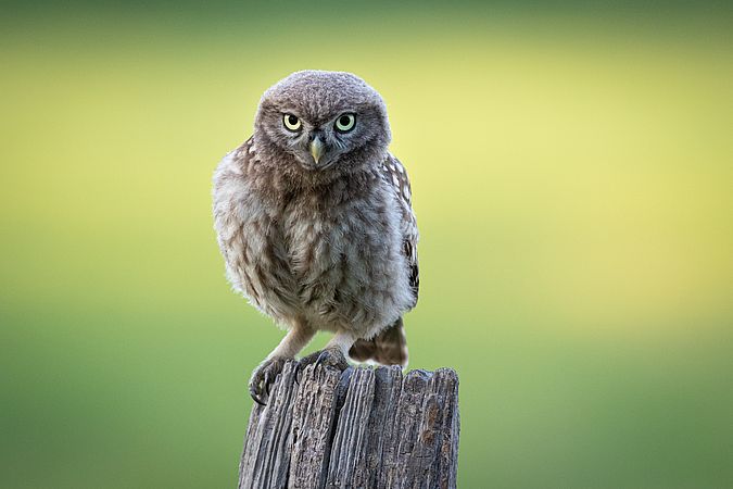 Umweltlotterie: Mehr Lebensraum und Artenvielfalt für Steinkauz und Wildbienen