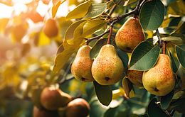 Umweltlotterie: Anlage einer naturnahen Obst- und Wildobstfläche mit neuen Arten und Sorten als Lehrstreuobstwiese