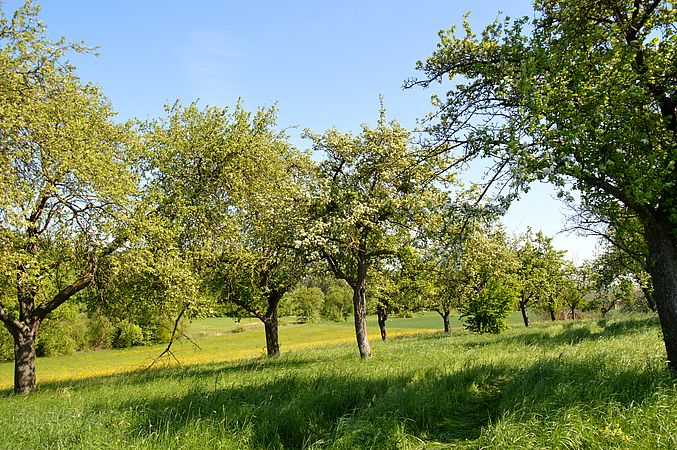 Umweltlotterie: Lebensraum Streuobstwiese erhalten und Artenvielfalt fördern