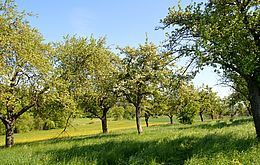 Umweltlotterie: Lebensraum Streuobstwiese erhalten und Artenvielfalt fördern