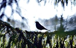 Umweltlotterie: Vogelstimmen-Pavillon