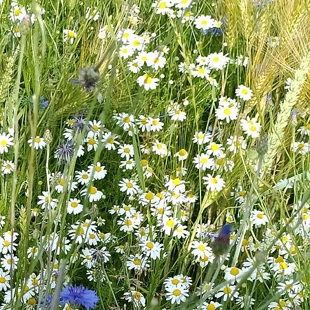 Umweltlotterie:Neuanlage einer Streuobstwiese + Hecke