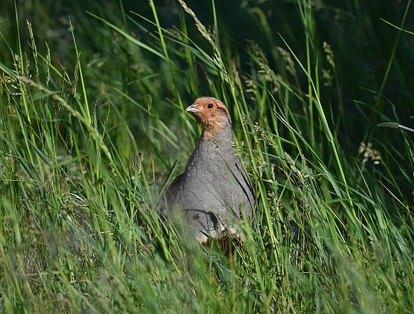 Umweltlotterie: Gelege- und Jungtierrettung