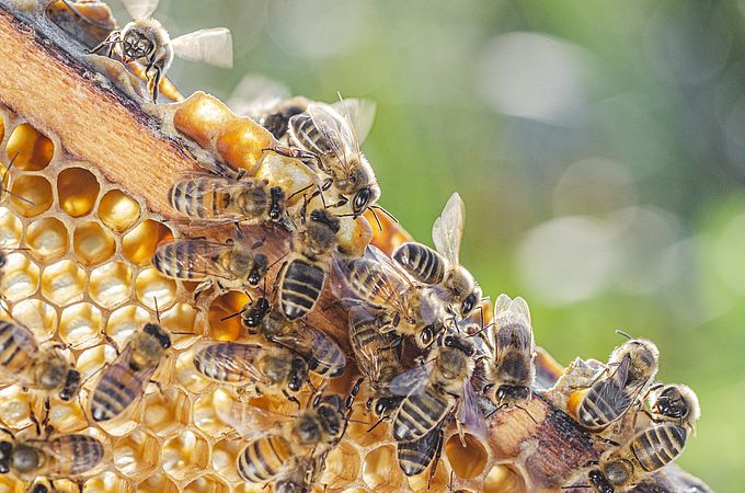 Umweltlotterie: Bienen am Campus Klarenthal